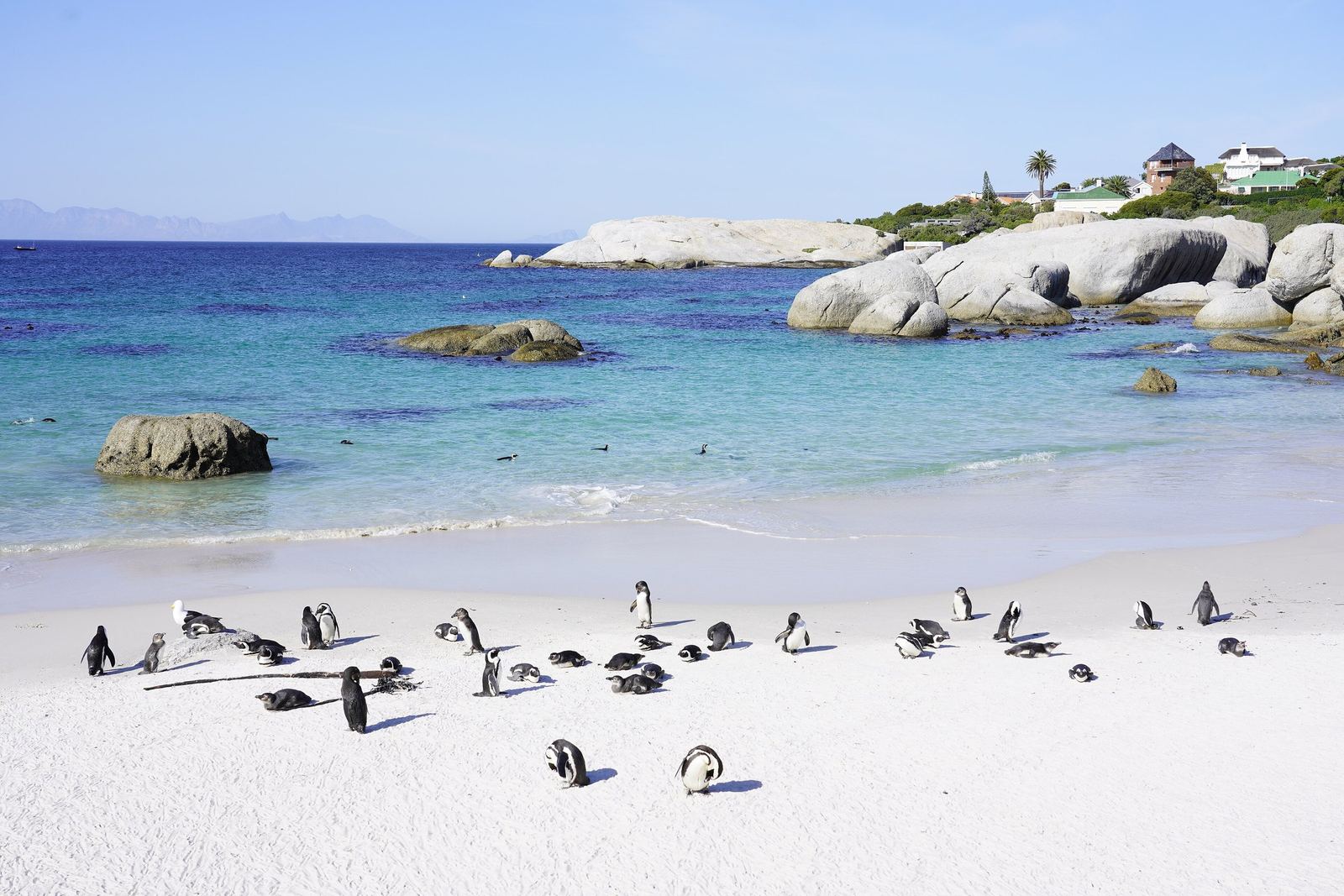 African penguins on the white sand of Boulders Beach with granite boulders and turquoise sea