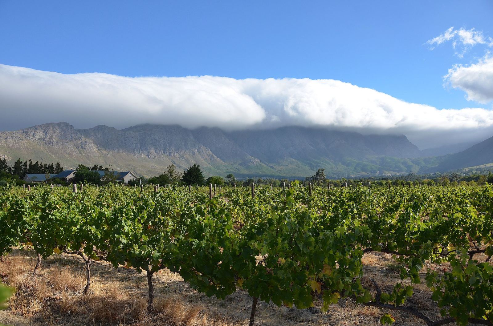 Green vines near Franschhoek with mountains beneath a blanket of cloud