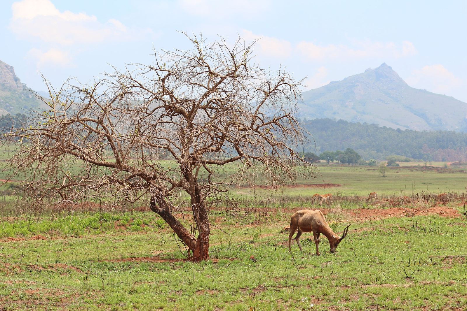 Grazende blesbok naast een kale boom op een groene vlakte met de Nyonyane-berg op de achtergrond, Eswatini