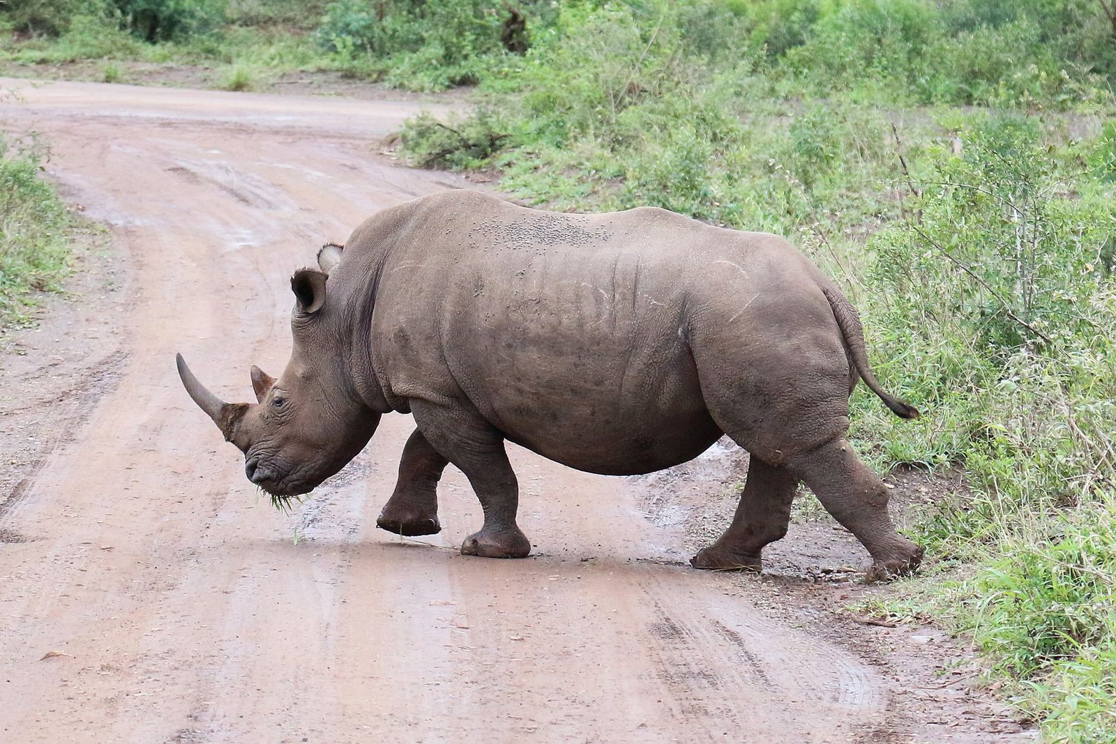 A white rhino crossing a dirt track between green bushes in Hluhluwe-iMfolozi Park