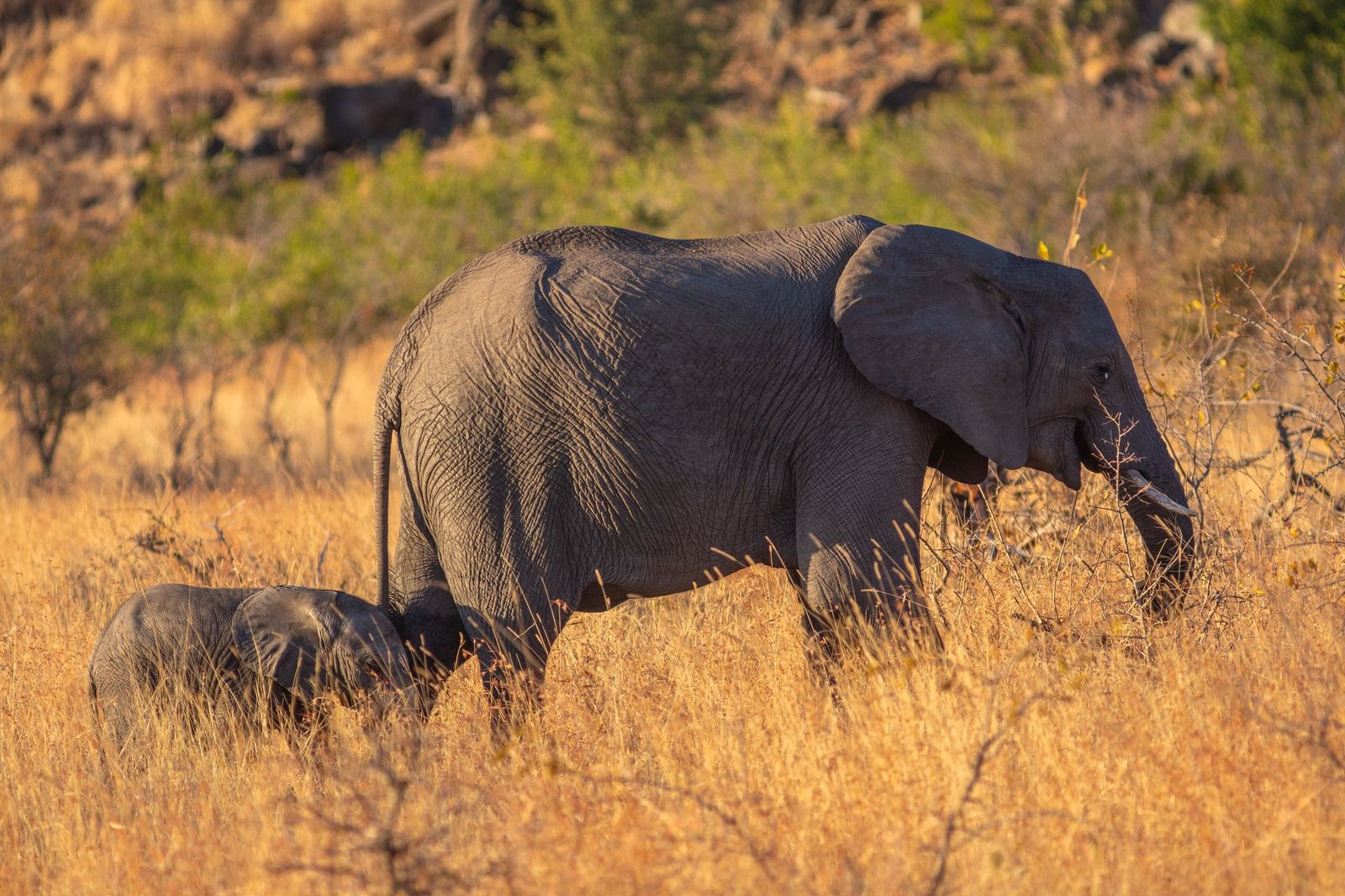 Olifantenmoeder met kalf in goudgeel gras in het avondlicht, Kruger Park