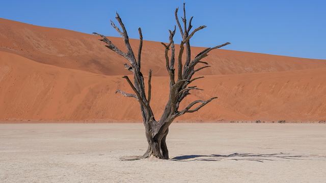 Dead camel thorn tree in Deadvlei against the red dunes of Sossusvlei