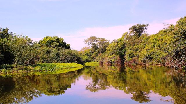 A river reflecting trees in the Pantanal