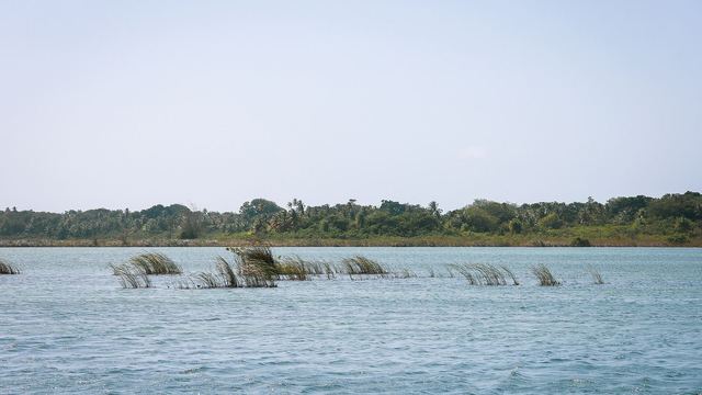 Water and green banks of the Tortuguero lagoon