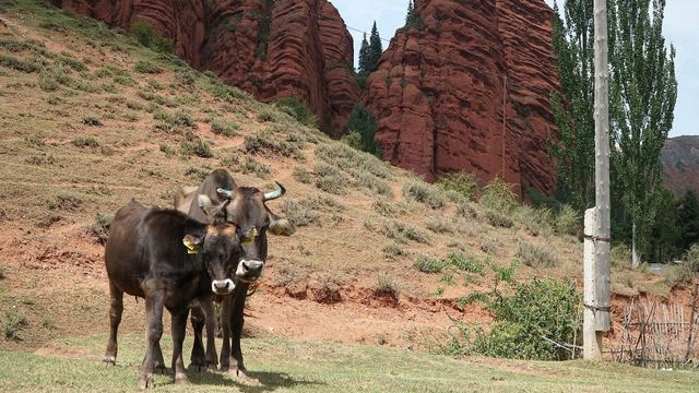 The red rock walls of the Seven Bulls at Jeti-Oguz