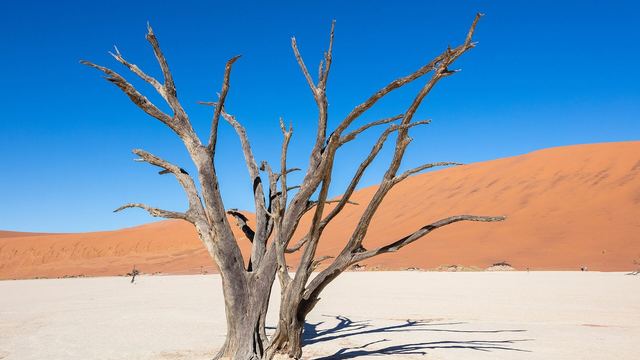 Dode kameeldoornbomen op de witte kleivlakte van Deadvlei