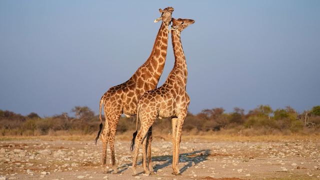 Two giraffes at sunset in Etosha national park