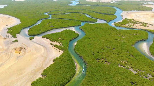 Winding creeks and mangroves of the Sine Saloum delta seen from the air