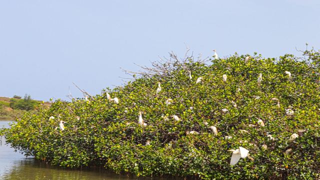 White birds on the mangroves in the Somone lagoon