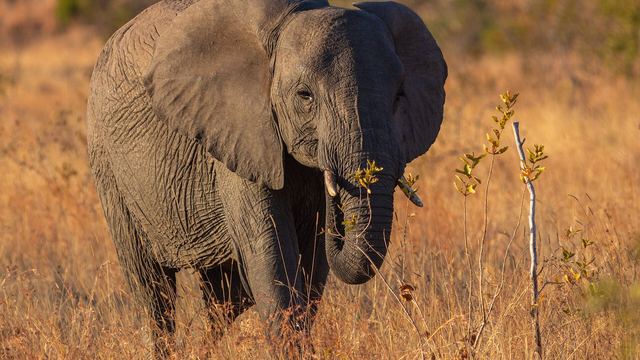 An elephant in Kruger national park