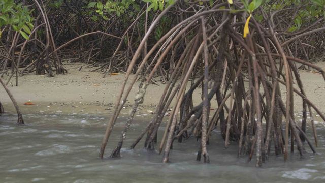 Mangrove trees along the water in the Sine Saloum delta