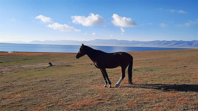 Horses grazing on the high plateau near Song-Kul lake