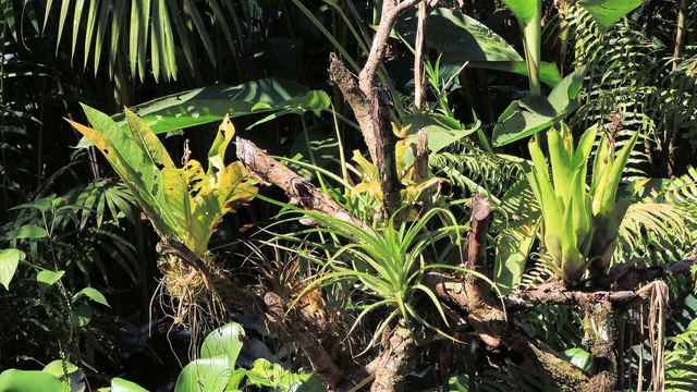Bromeliads and dense greenery in the Costa Rican rainforest