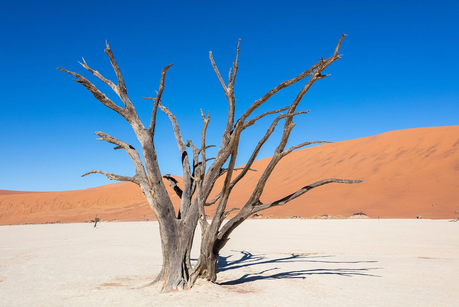 Dode kameeldoornbomen op de witte kleivlakte van Deadvlei
