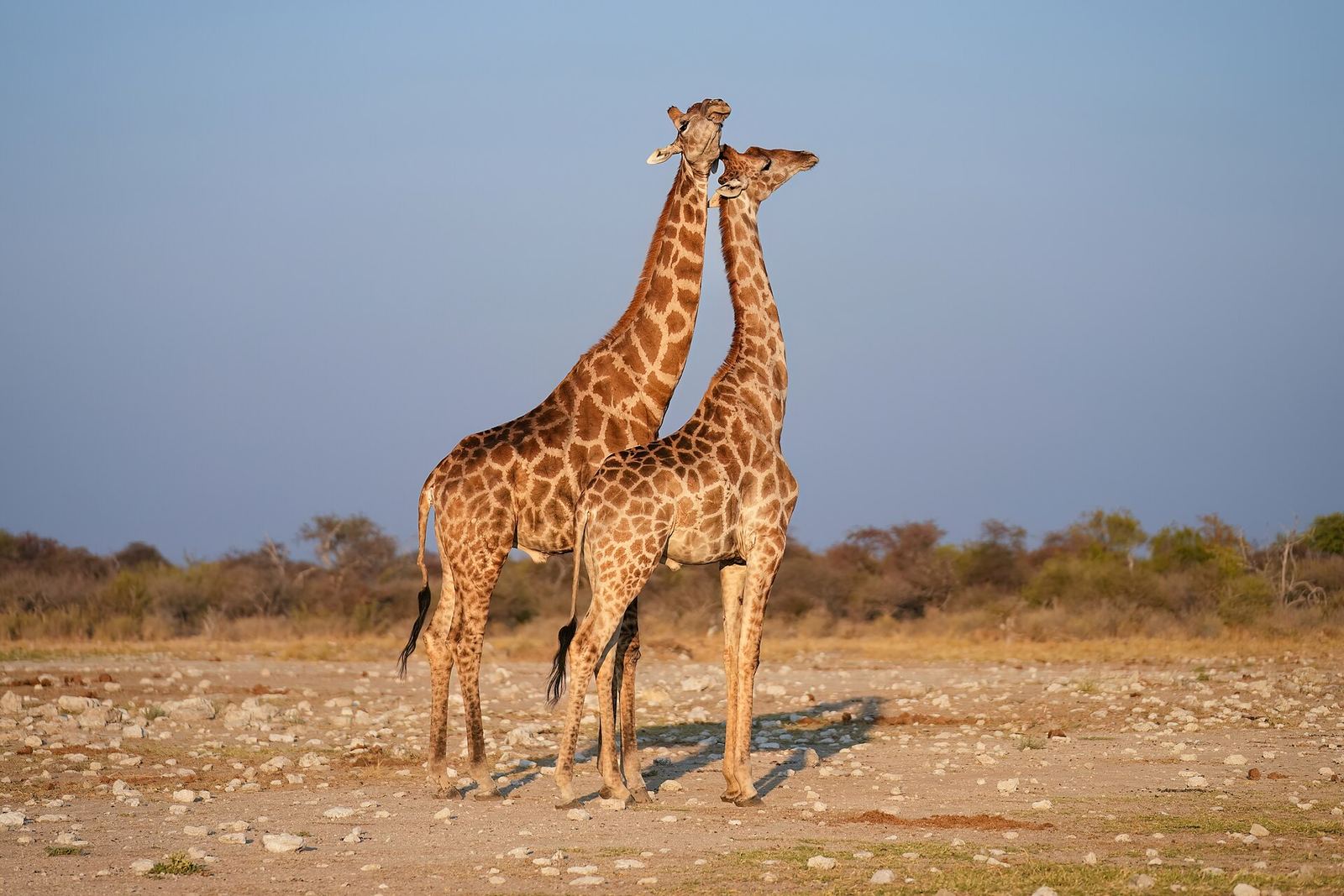 Twee giraffen bij zonsondergang in het Etosha nationaal park