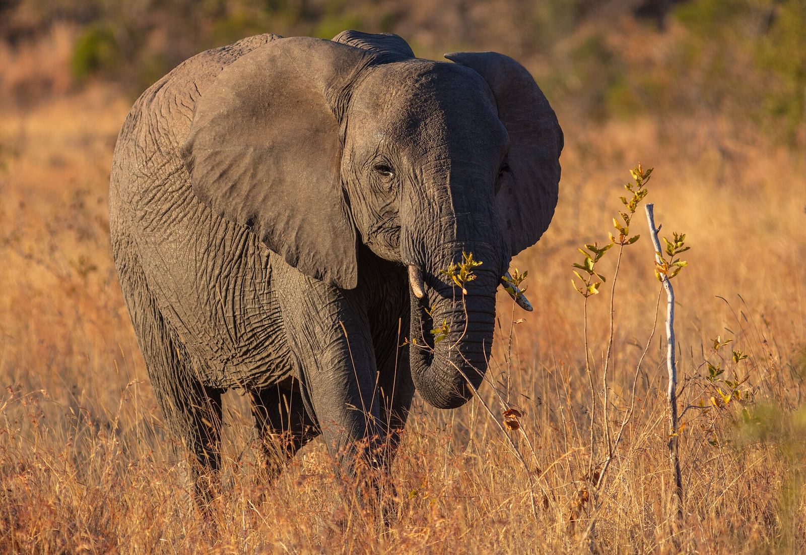 Een olifant in het Kruger nationaal park