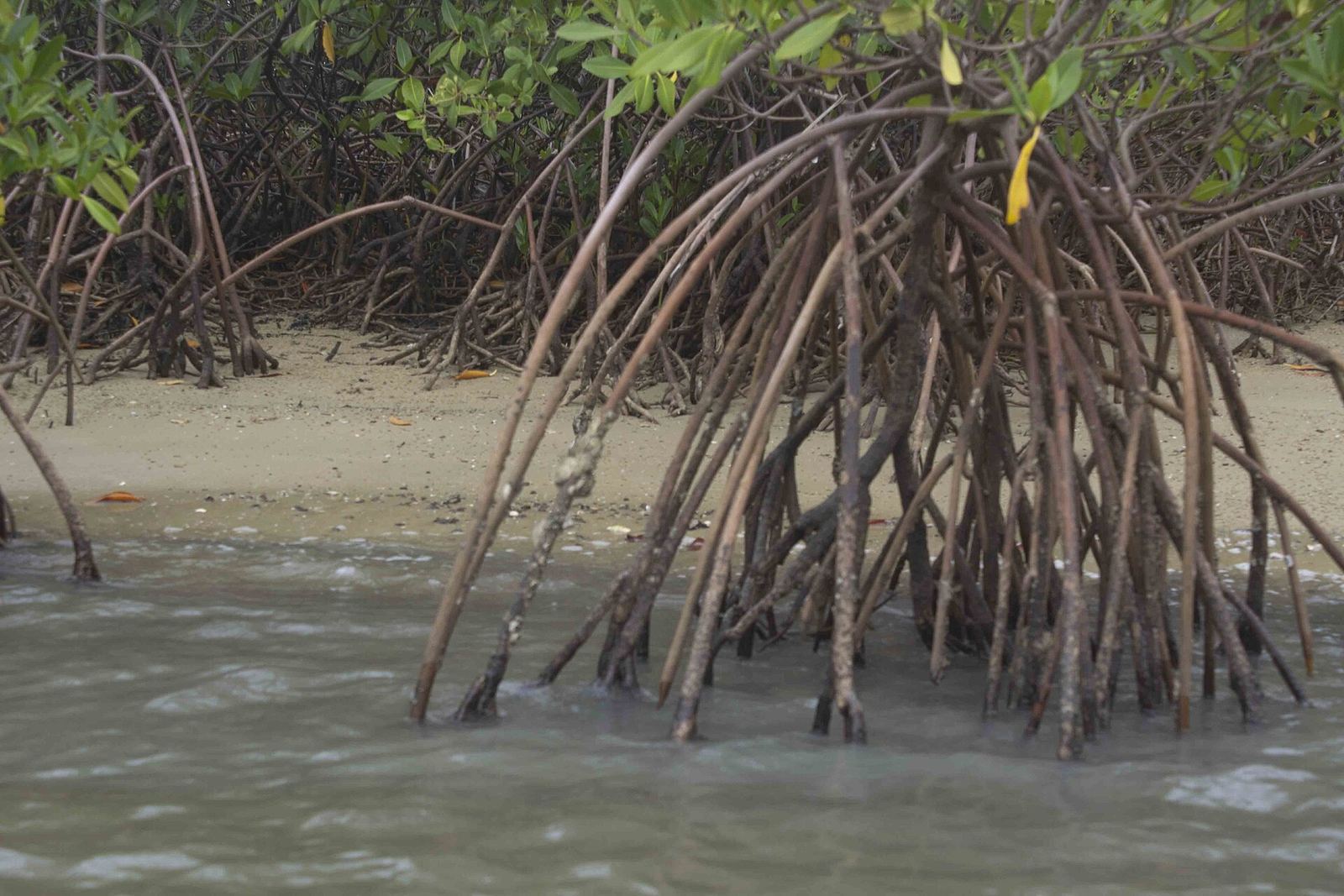 Mangrove trees along the water in the Sine Saloum delta