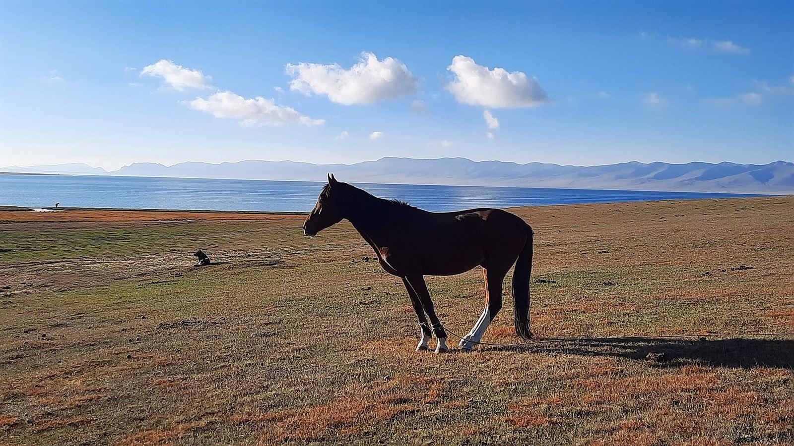 Horses grazing on the high plateau near Song-Kul lake