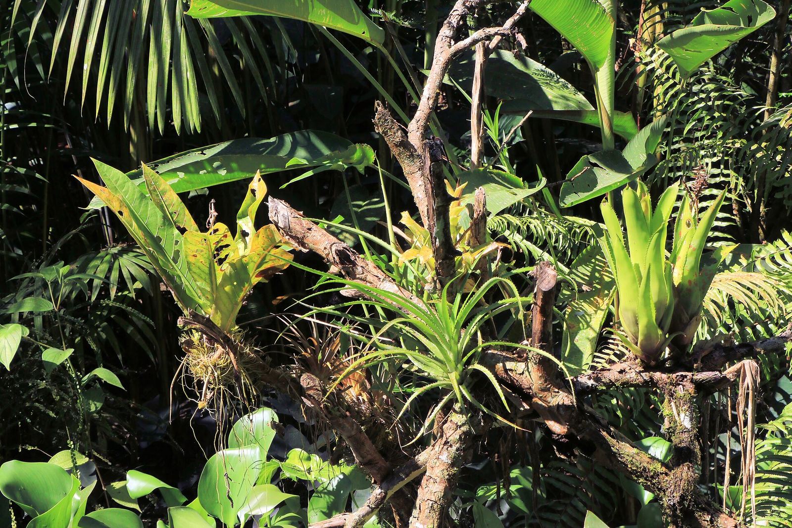 Bromeliads and dense greenery in the Costa Rican rainforest
