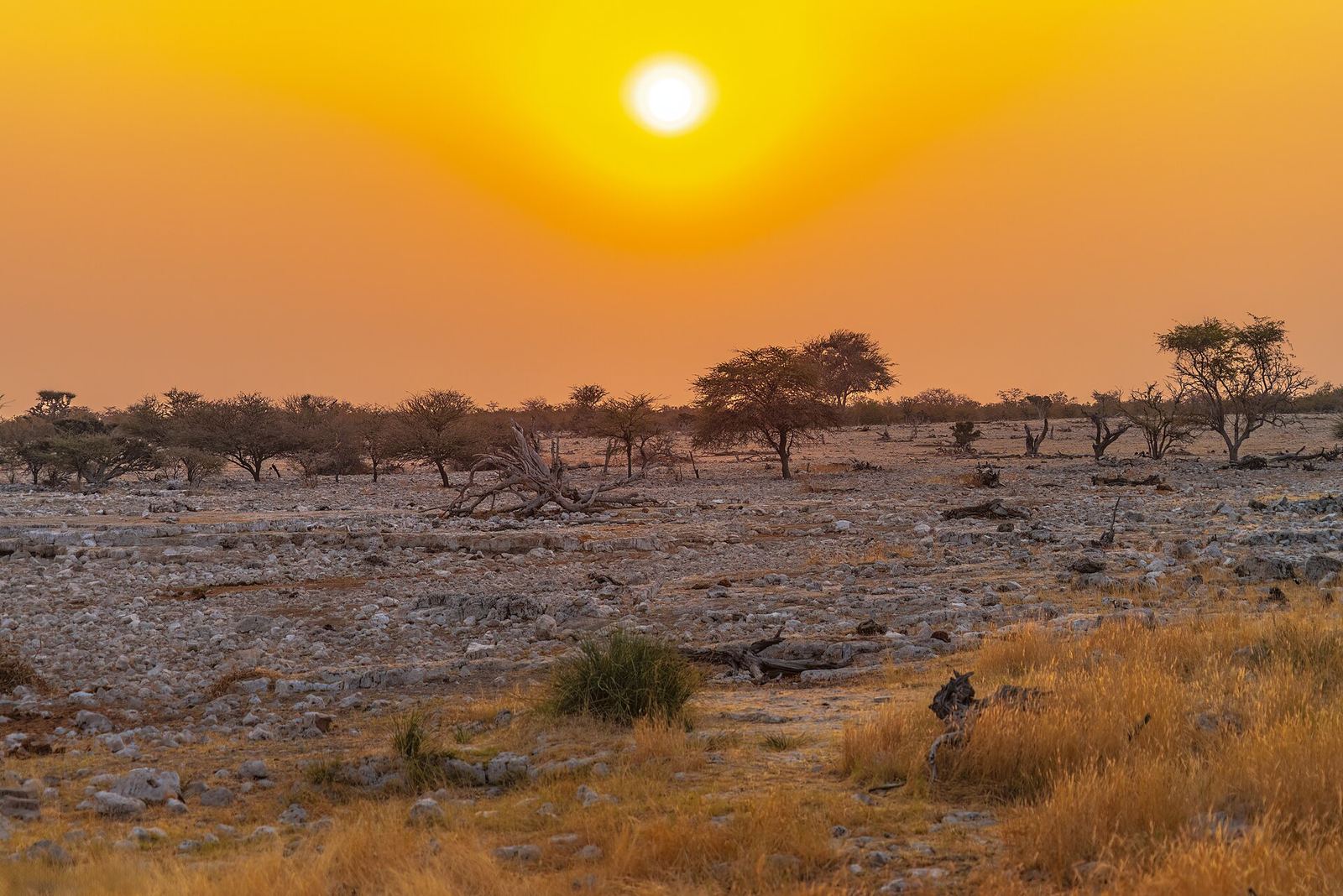 Wijdse savanne met giraffen in het Etosha nationaal park