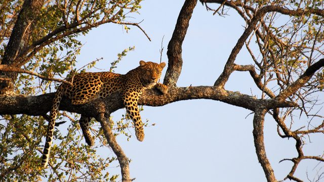 Leopard lying stretched out on a branch in warm evening light, legs dangling, Kruger National Park