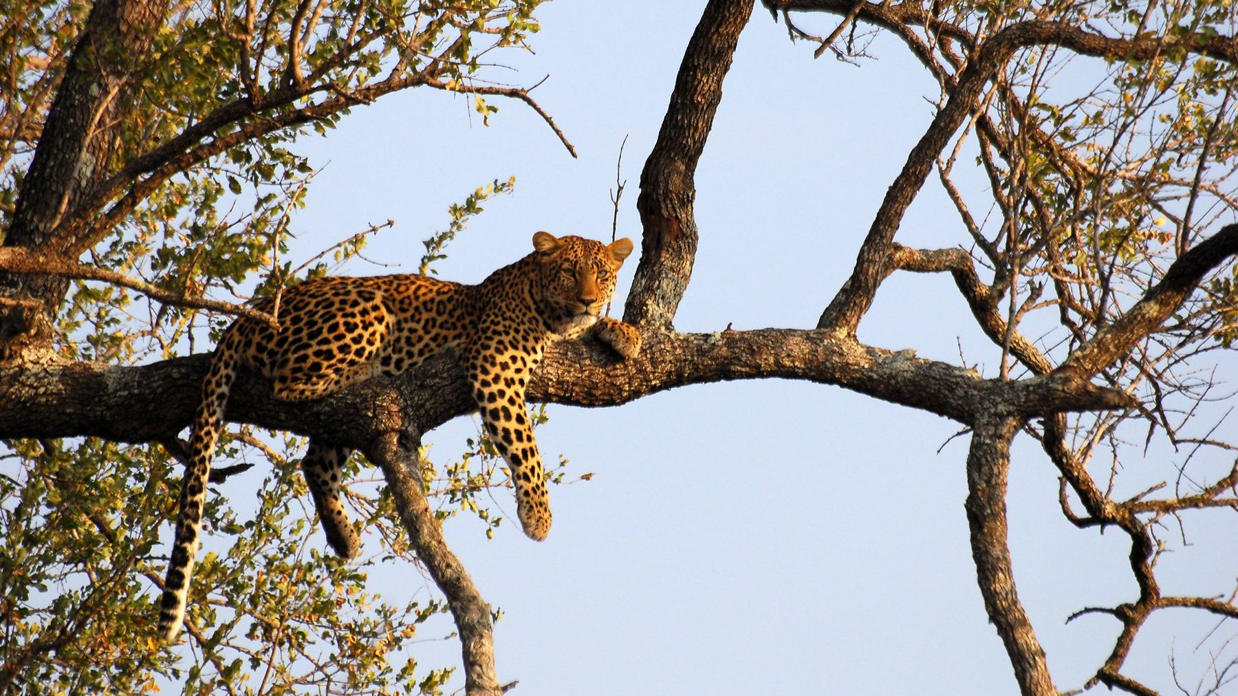 Leopard lying stretched out on a branch in warm evening light, legs dangling, Kruger National Park
