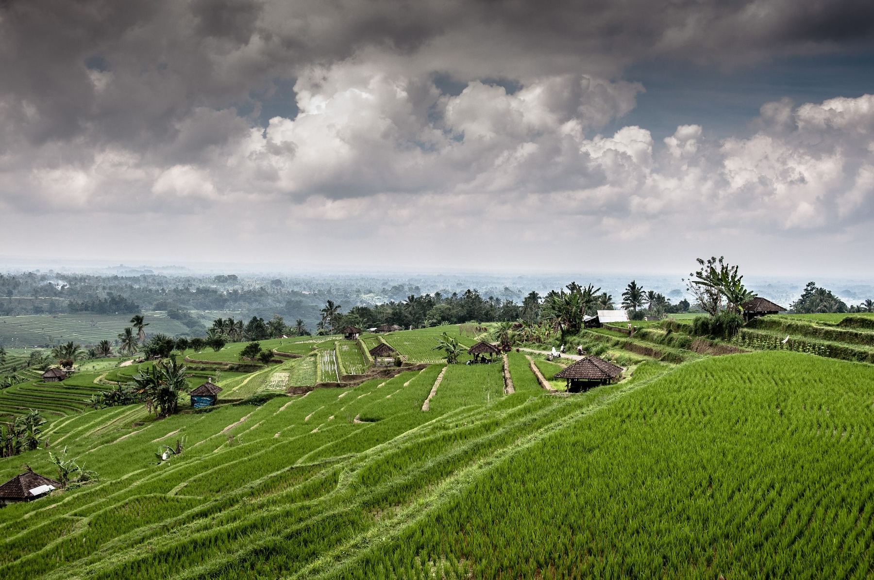 Groene rijstterrassen met hutjes en palmbomen onder wolkenlucht in Jatiluwih, Bali